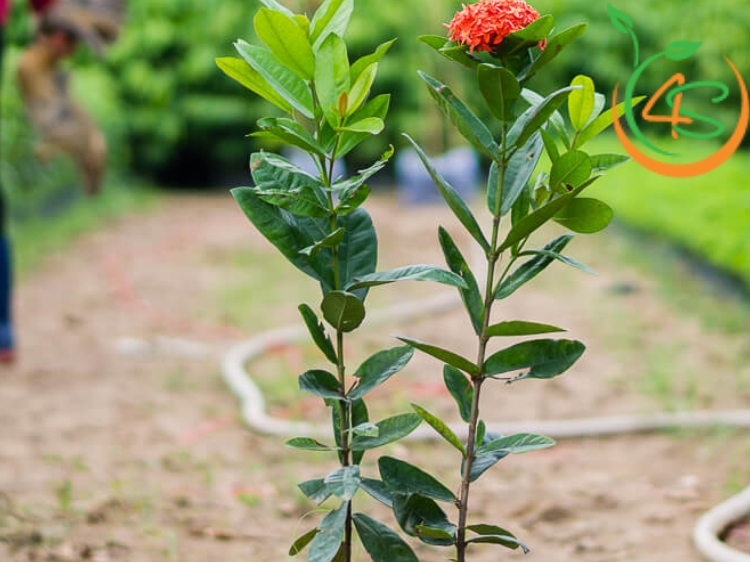 có nên trồng cây bông trang trước nhà