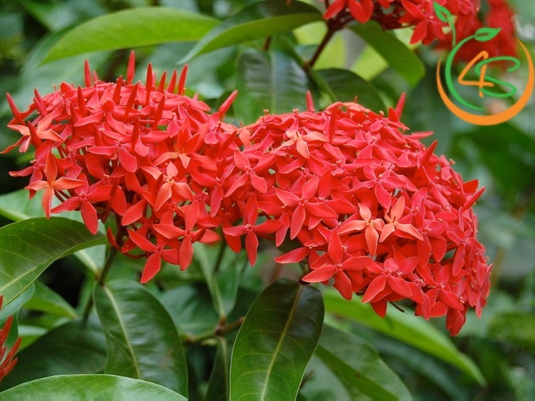 có nên trồng cây bông trang trước nhà