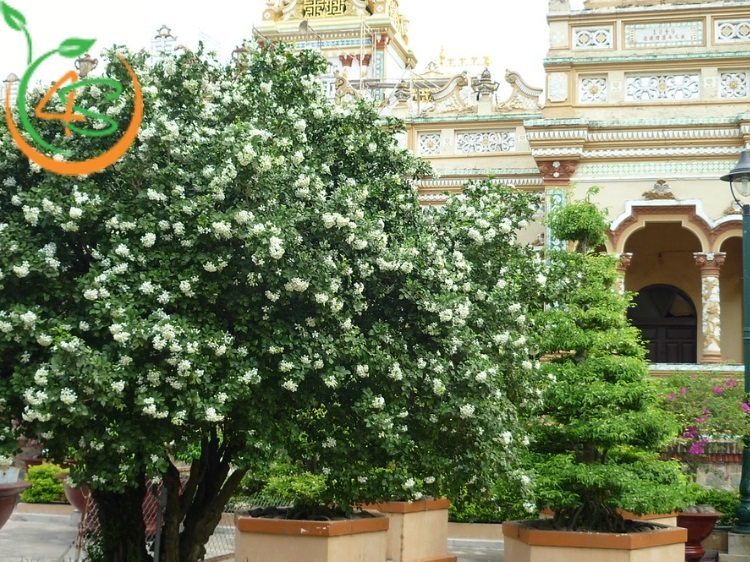 có nên trồng cây nguyệt quế trước nhà