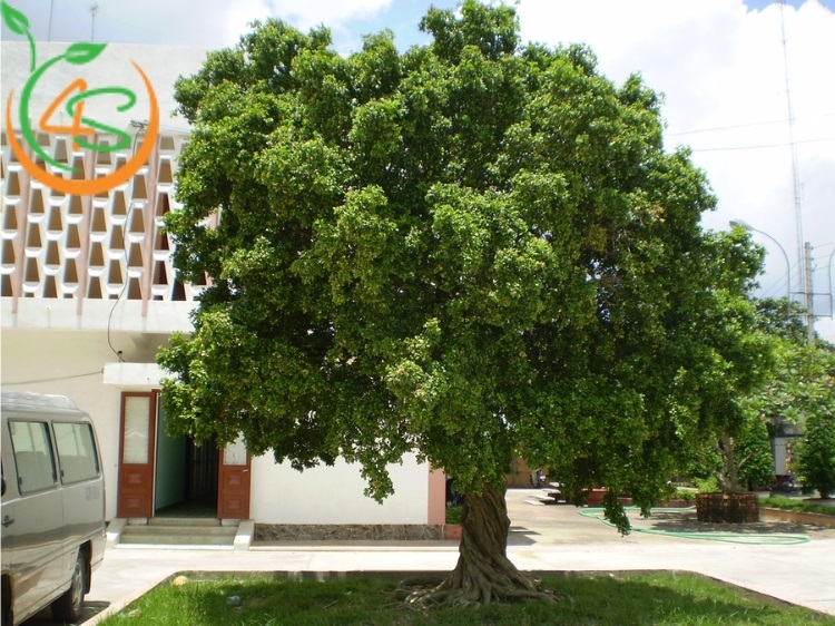 có nên trồng cây nguyệt quế trước nhà