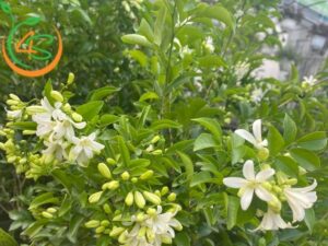 có nên trồng cây nguyệt quế trước nhà