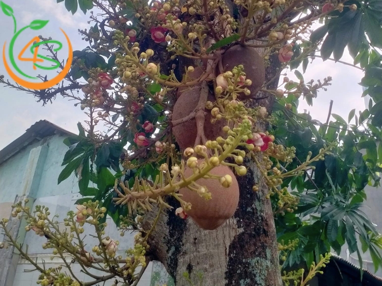 có nên trồng cây sala trước nhà