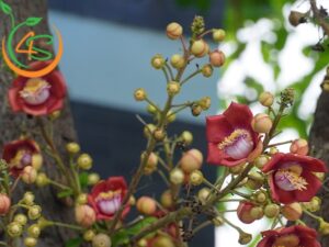 có nên trồng cây sala trước nhà