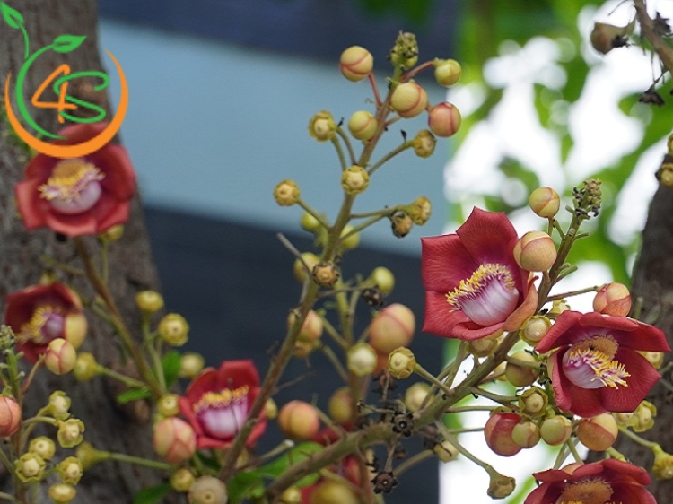 có nên trồng cây sala trước nhà