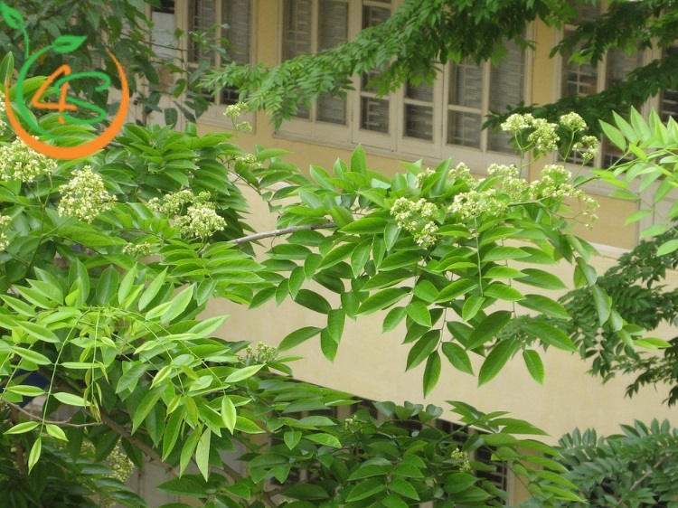 Có Nên Trồng Cây Sưa Đỏ Trước Nhà? Lợi Ích Và Lưu Ý Quan Trọng 1 có nên trồng cây sưa đỏ trước nhà