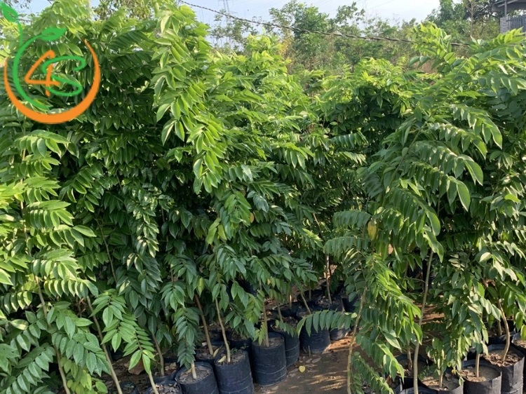 Có Nên Trồng Cây Sưa Đỏ Trước Nhà? Lợi Ích Và Lưu Ý Quan Trọng 5 có nên trồng cây sưa đỏ trước nhà