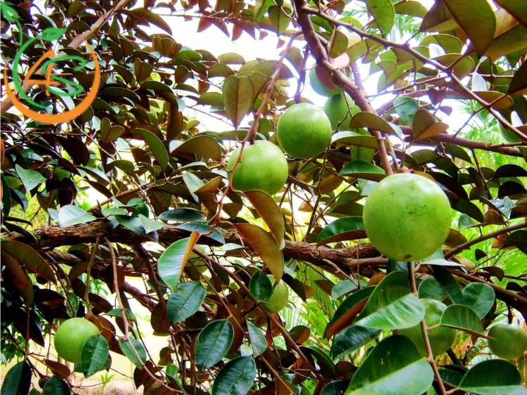 trồng cây vú sữa trước nhà có tốt không