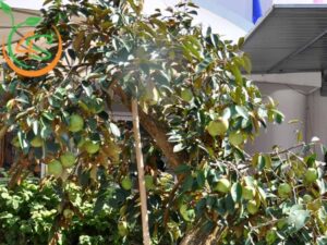 trồng cây vú sữa trước nhà có tốt không
