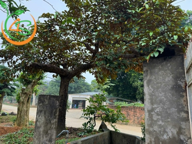 có nên trồng cây vú sữa trước nhà không