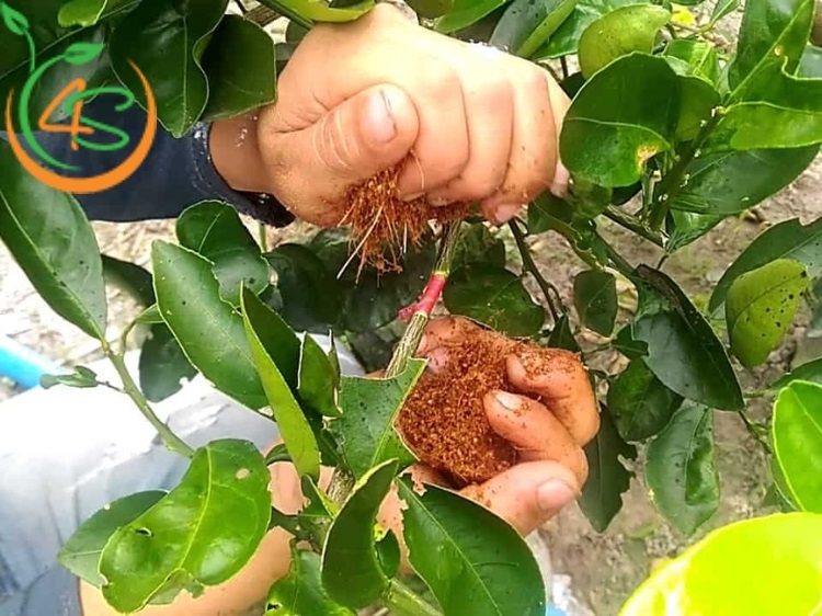 có nên trồng cây vú sữa trước nhà không