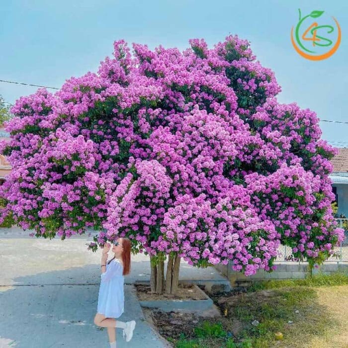 Đặc điểm cây bằng lăng công trình