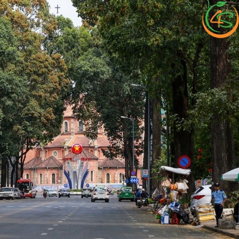 Hàng cây sao đen công trình nhiều năm tuổi