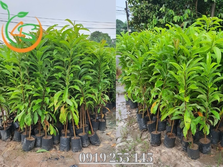 Địa Chỉ Cung Cấp Giống Cây Trồng Miền Nam Uy Tín, Chất Lượng 1 giống cây trồng miền nam