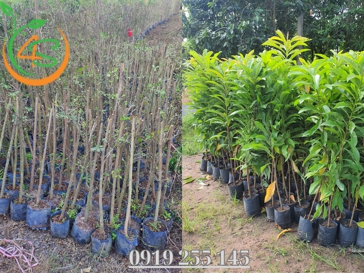 Địa Chỉ Cung Cấp Giống Cây Trồng Miền Nam Uy Tín, Chất Lượng 5 giống cây trồng miền nam