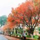 cây hoa lộc vừng công trình