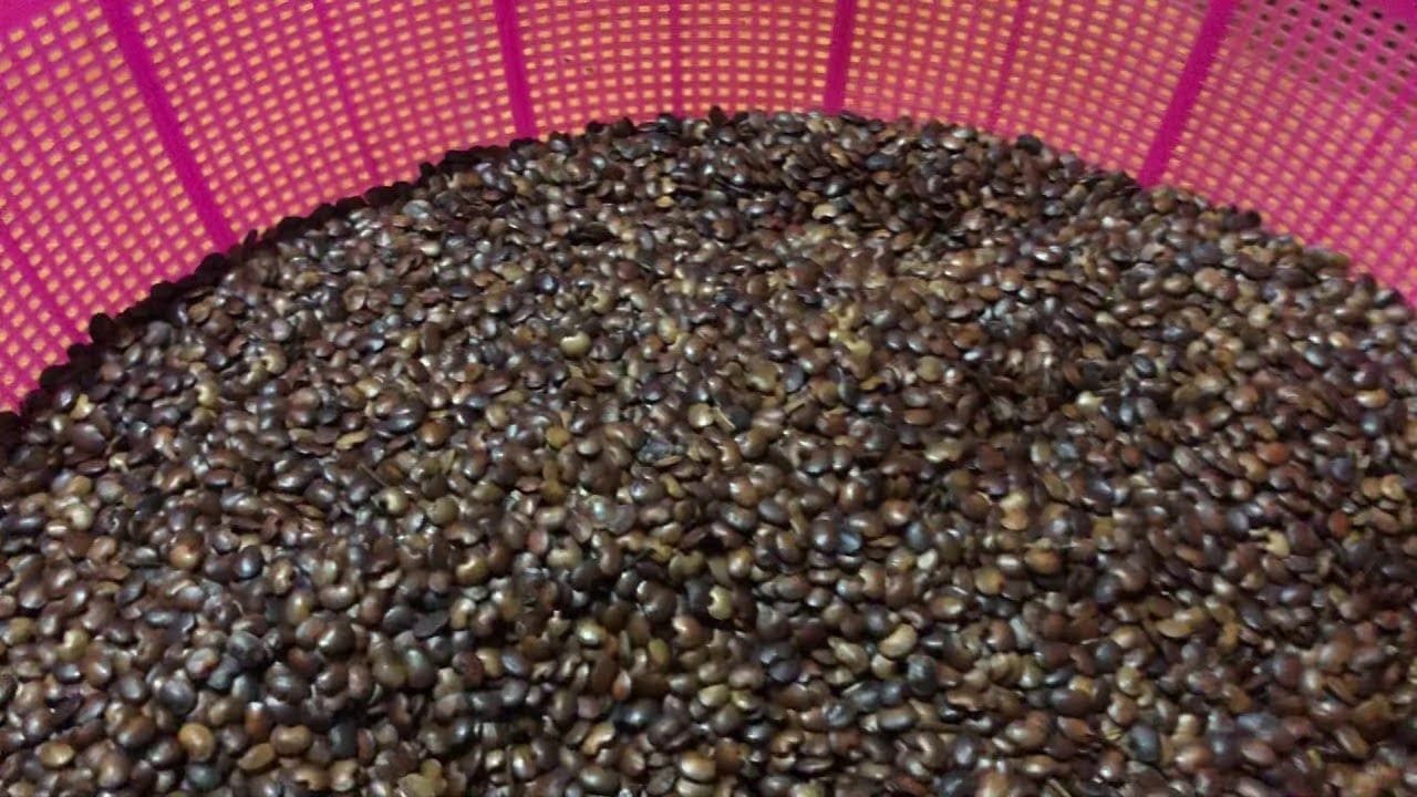 Hạt cây Cẩm Lai