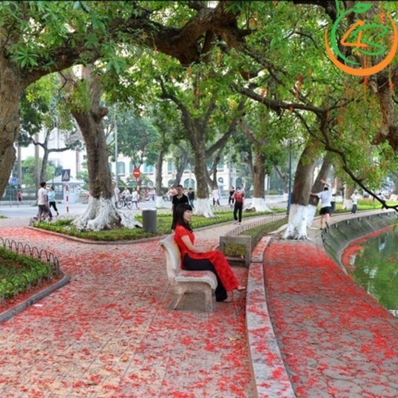 Hình ảnh câu lộc vừng công trình
