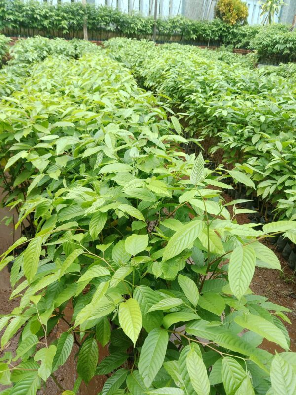 giống cây hoàng lan
