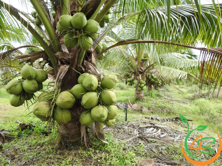 khoảng cách trồng dừa