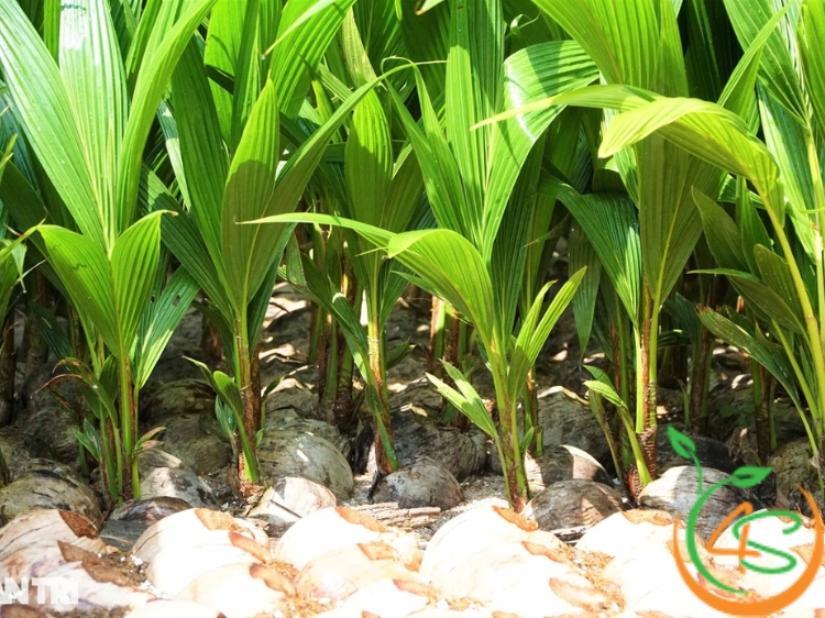 khoảng cách trồng dừa