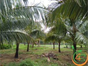 khoảng cách trồng dừa