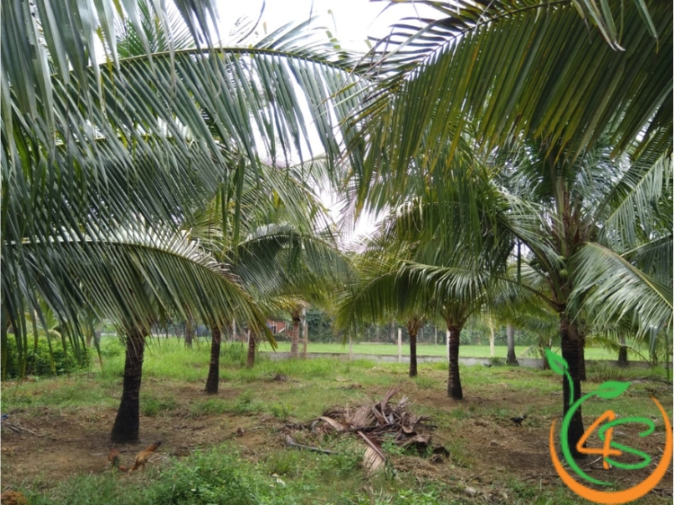khoảng cách trồng dừa