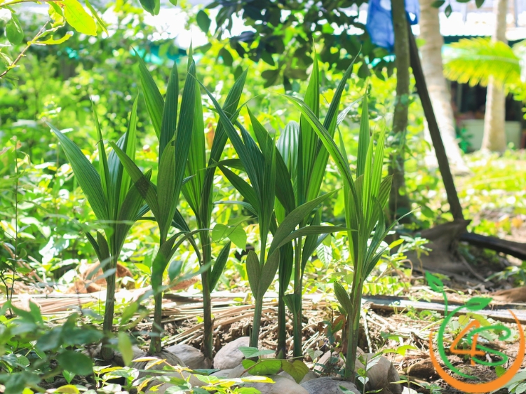 khoảng cách trồng dừa