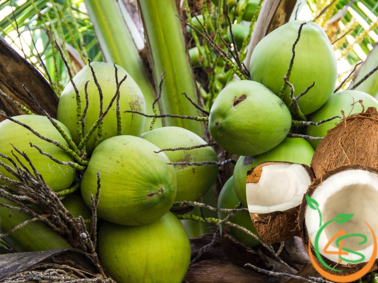 khoảng cách trồng dừa