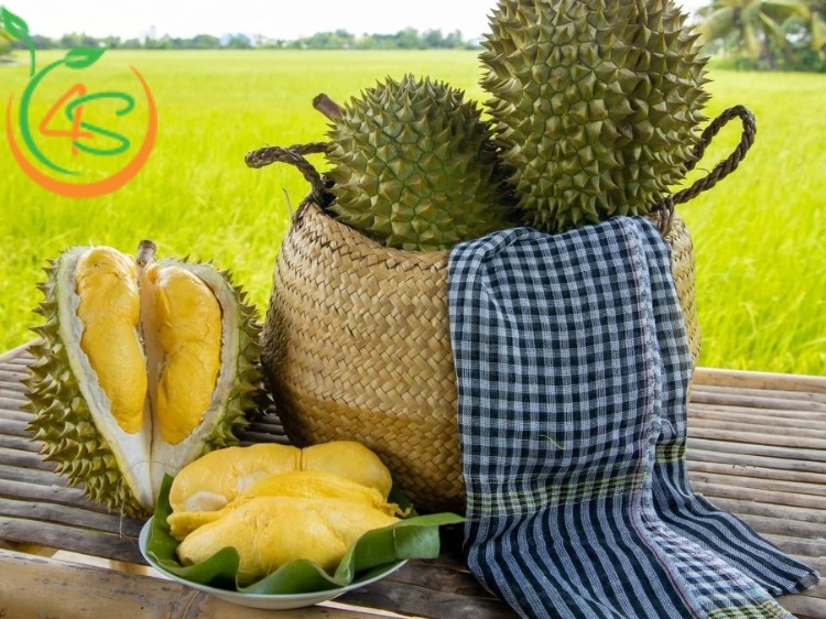 khoảng cách trồng sầu riêng ri6