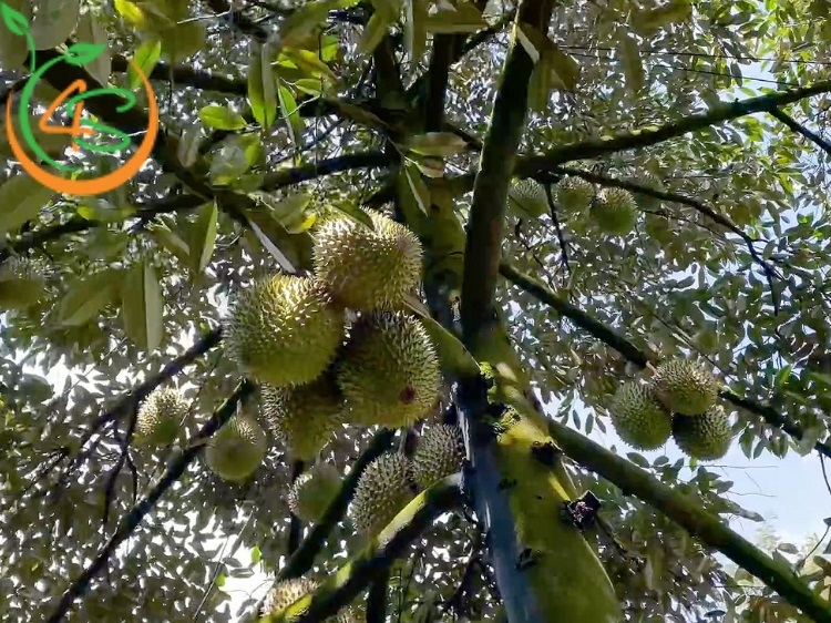 khoảng cách trồng sầu riêng ri6