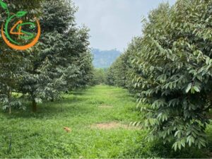 khoảng cách trồng sầu riêng ri6