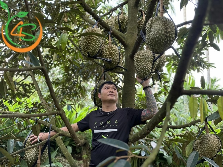khoảng cách trồng sầu riêng ri6