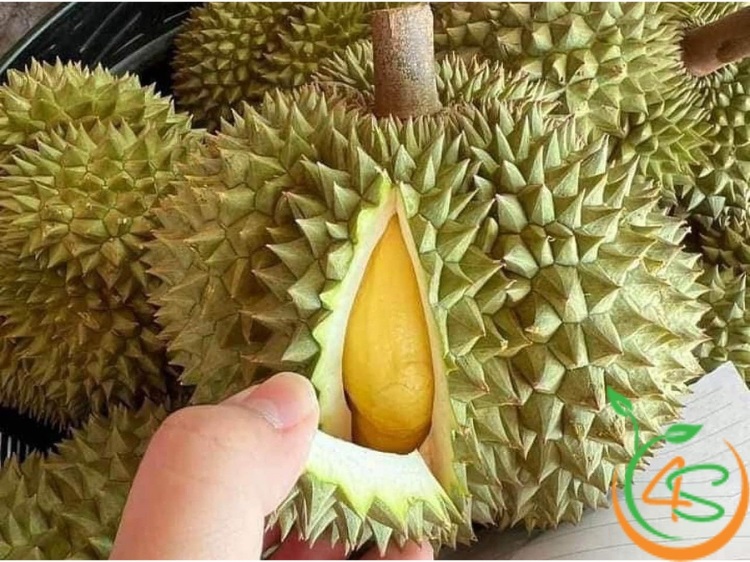 Khoảng Cách Trồng Sầu Riêng Thái Chuẩn Cho Năng Suất Cao 1 khoảng cách trồng sầu riêng thái