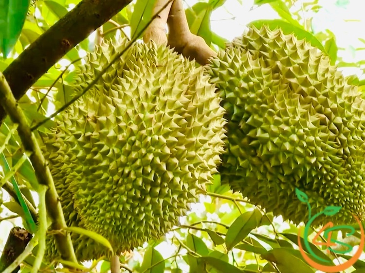 Khoảng Cách Trồng Sầu Riêng Thái Chuẩn Cho Năng Suất Cao 2 khoảng cách trồng sầu riêng thái