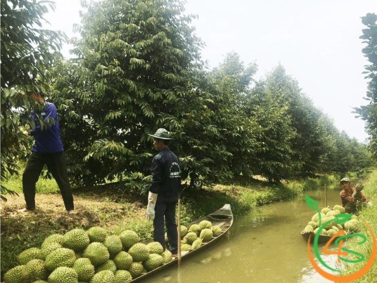 Khoảng Cách Trồng Sầu Riêng Thái Chuẩn Cho Năng Suất Cao 3 khoảng cách trồng sầu riêng thái