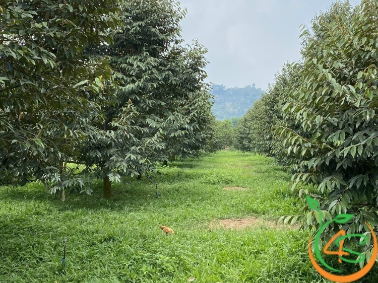 Khoảng Cách Trồng Sầu Riêng Thái Chuẩn Cho Năng Suất Cao 5 khoảng cách trồng sầu riêng thái