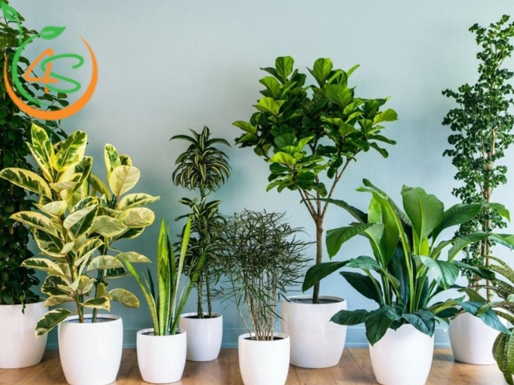 kinh nghiệm trồng cây cảnh