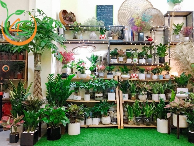 kinh nghiệm trồng cây cảnh