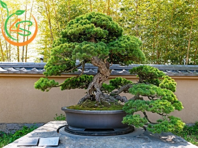 kinh nghiệm trồng cây cảnh