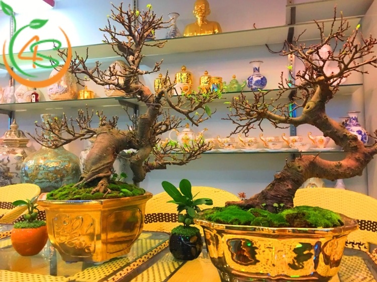 kinh nghiệm trồng cây cảnh