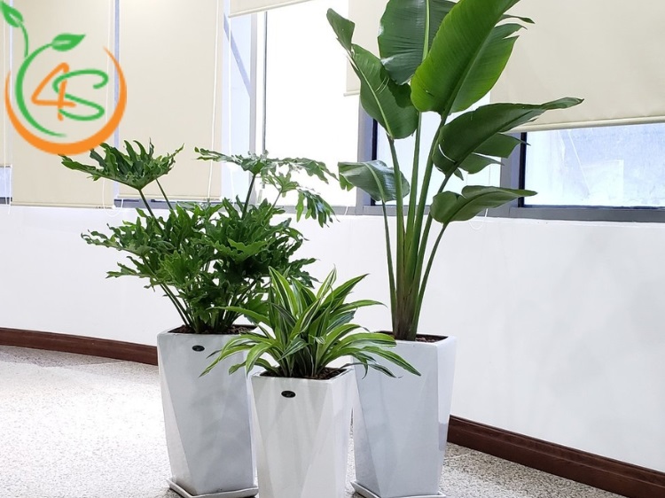 kinh nghiệm trồng cây cảnh
