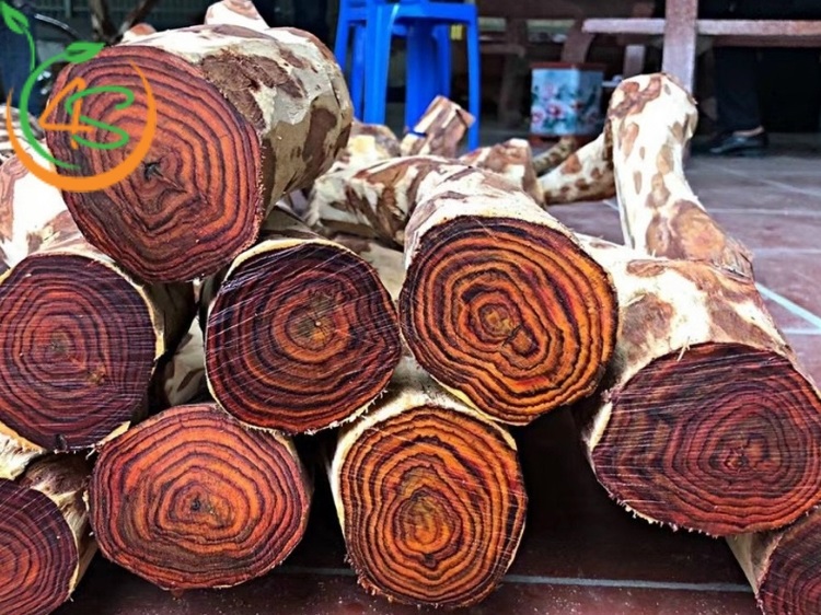 kinh nghiệm trồng cây lấy gỗ