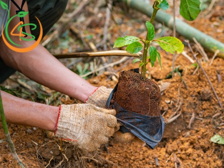 kinh nghiệm trồng cây lấy gỗ