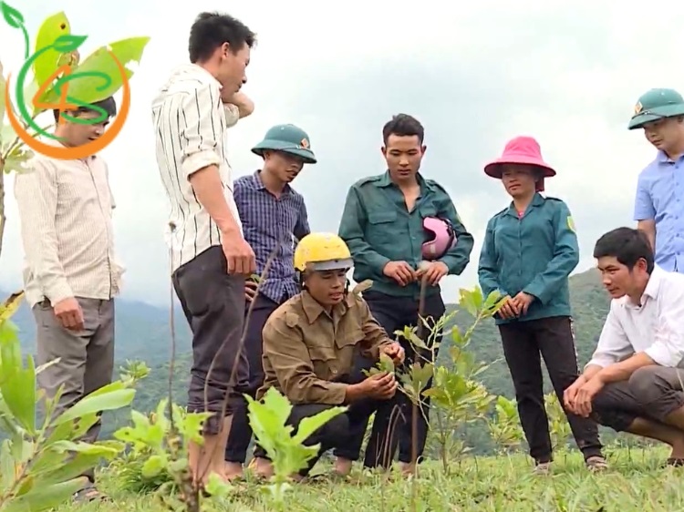 kinh nghiệm trồng cây lấy gỗ
