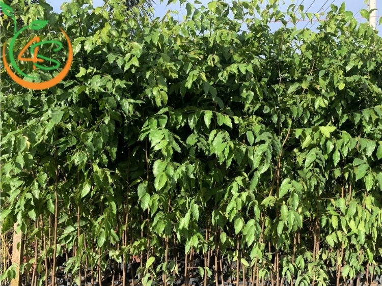 Kỹ Thuật Trồng Cây Sao Đen: Bí Quyết Cho Cây Phát Triển Tốt 2 kỹ thuật trồng cây sao đen