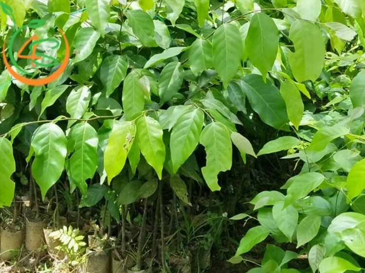 Kỹ Thuật Trồng Cây Sao Đen: Bí Quyết Cho Cây Phát Triển Tốt 3 kỹ thuật trồng cây sao đen