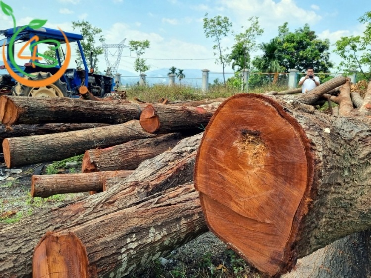 Kỹ Thuật Trồng Cây Sao Đen: Bí Quyết Cho Cây Phát Triển Tốt 4 kỹ thuật trồng cây sao đen