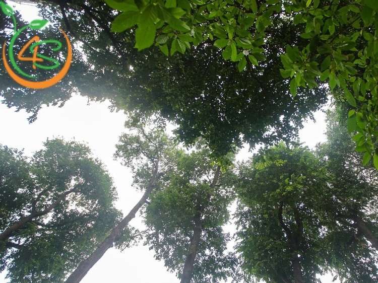 Kỹ Thuật Trồng Cây Sao Đen: Bí Quyết Cho Cây Phát Triển Tốt 5 kỹ thuật trồng cây sao đen