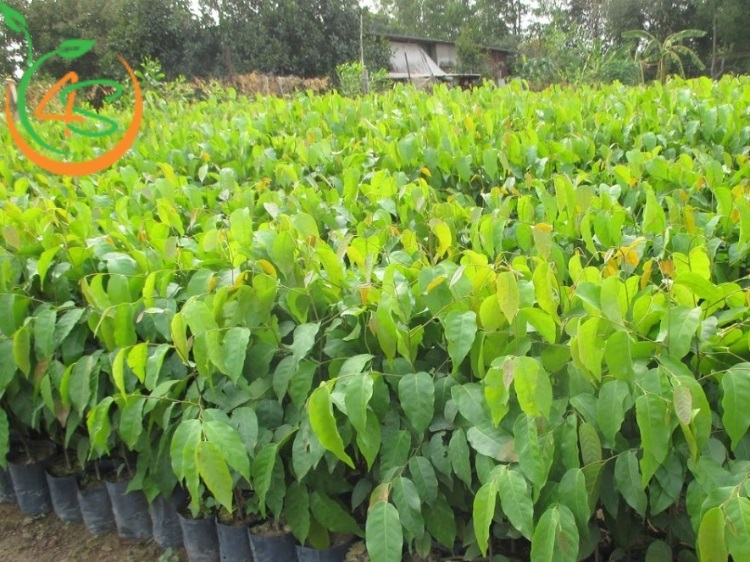 Kỹ Thuật Trồng Cây Sao Đen: Bí Quyết Cho Cây Phát Triển Tốt 6 kỹ thuật trồng cây sao đen