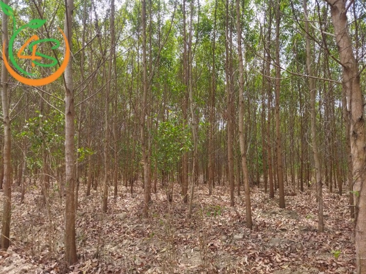 Hướng Dẫn Kỹ Thuật Trồng Keo Lai Lấy Gỗ Hiệu Quả 1 kỹ thuật trồng keo